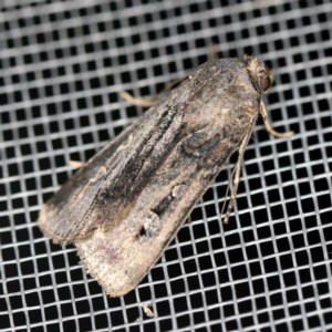Agrotis infusa at O'Connor, ACT - 3 Dec 2020