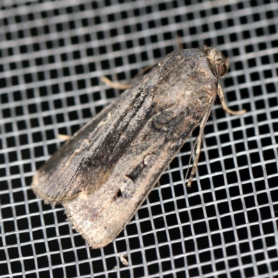 Agrotis infusa (Bogong Moth, Common Cutworm) at O'Connor, ACT - 3 Dec 2020 by ibaird