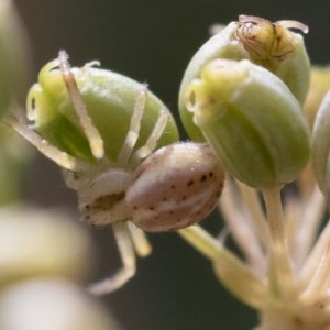 Thomisidae (family) at Michelago, NSW - 22 Mar 2019 02:14 PM