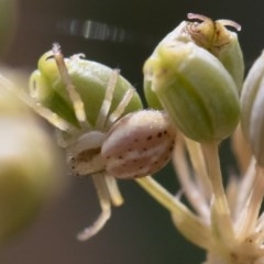 Thomisidae (family) at Michelago, NSW - 22 Mar 2019 02:14 PM