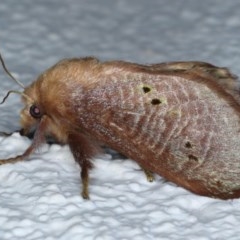 Doratifera quadriguttata and casta (Four-spotted Cup Moth) at Ainslie, ACT - 12 Dec 2020 by jb2602