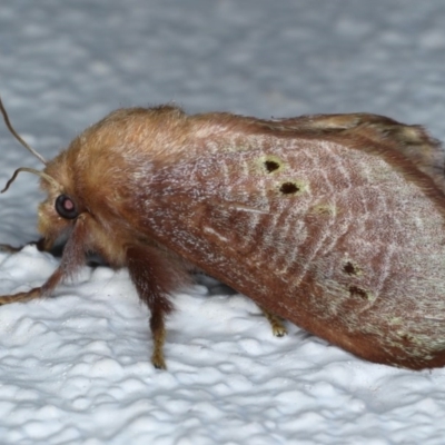 Doratifera quadriguttata and casta (Four-spotted Cup Moth) at Ainslie, ACT - 12 Dec 2020 by jb2602