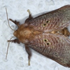 Doratifera quadriguttata and casta at Ainslie, ACT - 12 Dec 2020