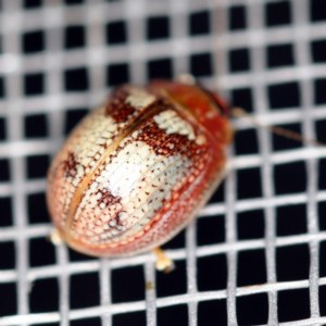 Paropsisterna laesa species complex at O'Connor, ACT - 3 Dec 2020