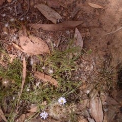 Vittadinia sp. (Fuzzweed) at Mount Ainslie - 14 Dec 2020 by abread111