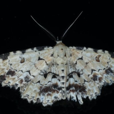 Sandava scitisignata (A noctuid moth) at Ainslie, ACT - 11 Dec 2020 by jbromilow50