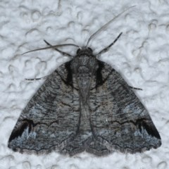 Austroterpna paratorna (Rounded Grey (Geometrinae)) at Ainslie, ACT - 12 Dec 2020 by jb2602