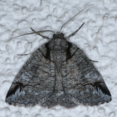 Austroterpna paratorna (Rounded Grey (Geometrinae)) at Ainslie, ACT - 12 Dec 2020 by jb2602
