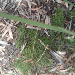 Astroloma humifusum (Cranberry Heath) at Mount Majura - 14 Dec 2020 by abread111