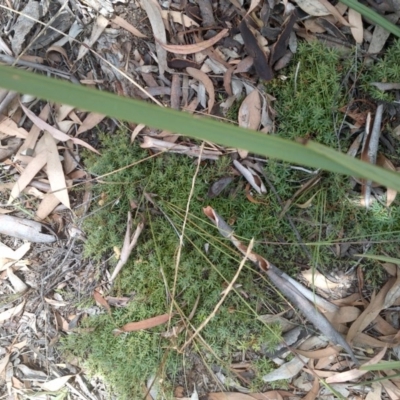 Styphelia humifusum (Cranberry Heath) at Hackett, ACT - 14 Dec 2020 by abread111