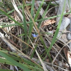 Dianella revoluta var. revoluta (Black-Anther Flax Lily) at Mount Majura - 14 Dec 2020 by abread111