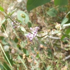 Mentha diemenica (Wild Mint, Slender Mint) at Mount Majura - 14 Dec 2020 by abread111