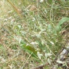 Mentha diemenica at Hackett, ACT - 14 Dec 2020 01:00 PM