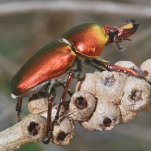 Lamprima aurata at Pambula, NSW - 14 Dec 2020 11:30 AM