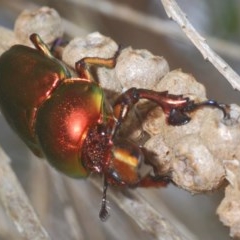 Lamprima aurata at Pambula, NSW - 14 Dec 2020 11:30 AM