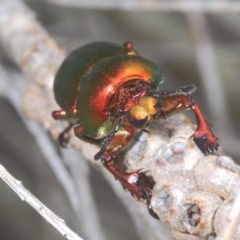 Lamprima aurata at Pambula, NSW - 14 Dec 2020 11:30 AM