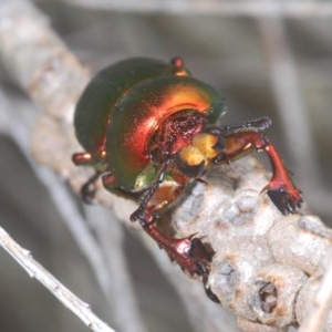 Lamprima aurata at Pambula, NSW - 14 Dec 2020 11:30 AM