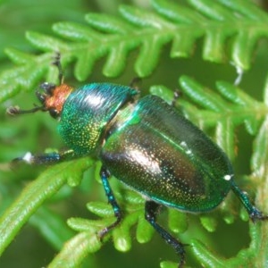 Lamprima aurata at Morans Crossing, NSW - 13 Dec 2020