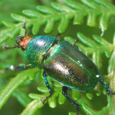 Lamprima aurata (Golden stag beetle) at Morans Crossing, NSW - 13 Dec 2020 by Harrisi