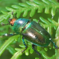 Unidentified Stag beetle (Lucanidae) (TBC) at Morans Crossing, NSW - 13 Dec 2020 by Harrisi