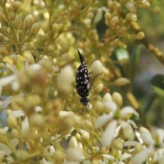 Mordella dumbrelli (Dumbrell's Pintail Beetle) at Conder, ACT - 14 Dec 2020 by MichaelBedingfield