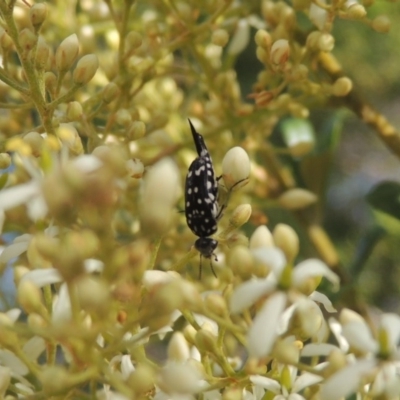 Mordella dumbrelli (Dumbrell's Pintail Beetle) at Conder, ACT - 14 Dec 2020 by MichaelBedingfield