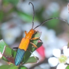 Stenoderus ostricilla (Longhorn beetle) at Wallagoot, NSW - 13 Dec 2020 by Harrisi