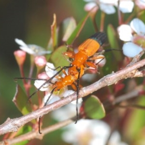 Stenoderus ostricilla at Wallagoot, NSW - 13 Dec 2020