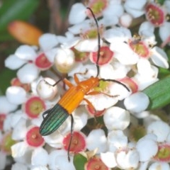 Stenoderus ostricilla at Wallagoot, NSW - 13 Dec 2020