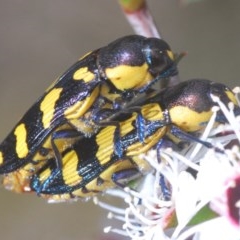 Castiarina octospilota (A Jewel Beetle) at Rocky Hall, NSW - 14 Dec 2020 by Harrisi