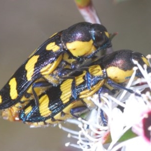 Castiarina octospilota at Rocky Hall, NSW - 14 Dec 2020