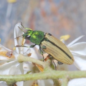 Castiarina sexguttata at Rocky Hall, NSW - 14 Dec 2020