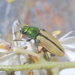 Unidentified Jewel beetle (Buprestidae) (TBC) at Rocky Hall, NSW - 14 Dec 2020 by Harrisi