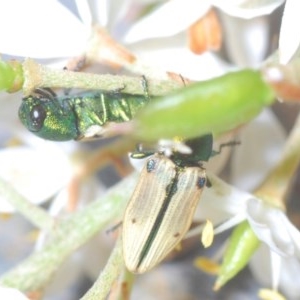 Castiarina sexguttata at Rocky Hall, NSW - 14 Dec 2020