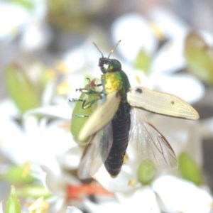 Castiarina sexguttata at Rocky Hall, NSW - 14 Dec 2020