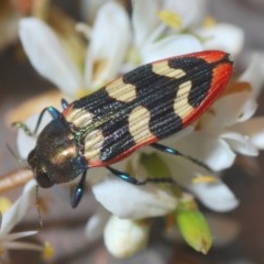 Unidentified Jewel beetle (Buprestidae) (TBC) at Rocky Hall, NSW - 14 Dec 2020 by Harrisi