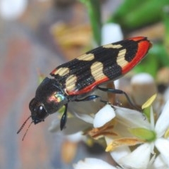 Castiarina punctatosulcata at Rocky Hall, NSW - 14 Dec 2020