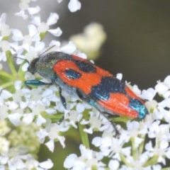 Castiarina delectabilis (A jewel beetle) at Steeple Flat, NSW - 13 Dec 2020 by Harrisi