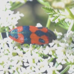 Castiarina delectabilis at Steeple Flat, NSW - 13 Dec 2020