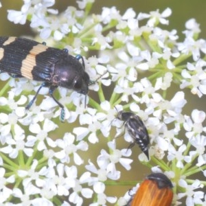 Castiarina bifasciata at Steeple Flat, NSW - 13 Dec 2020