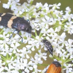 Castiarina bifasciata (Jewel beetle) at Steeple Flat, NSW - 13 Dec 2020 by Harrisi