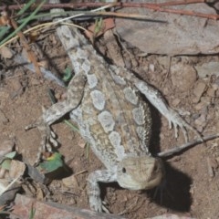 Amphibolurus muricatus (Jacky Lizard) at Bungarby, NSW - 14 Dec 2020 by Harrisi