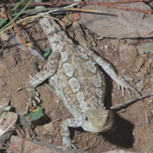 Amphibolurus muricatus at Bungarby, NSW - 14 Dec 2020