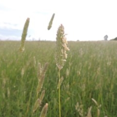 Phalaris aquatica (Phalaris, Australian Canary Grass) at Franklin, ACT - 10 Dec 2020 by MichaelBedingfield