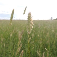 Phalaris aquatica (Phalaris, Australian Canary Grass) at Franklin, ACT - 10 Dec 2020 by michaelb