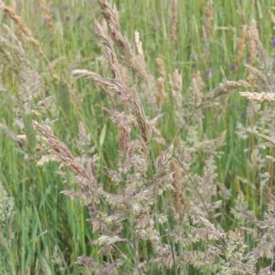 Holcus lanatus (Yorkshire Fog) at Franklin, ACT - 10 Dec 2020 by michaelb