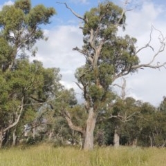 Eucalyptus blakelyi (Blakely's Red Gum) at Franklin, ACT - 10 Dec 2020 by michaelb