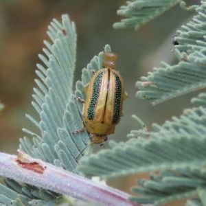 Calomela vittata at Theodore, ACT - 12 Dec 2020