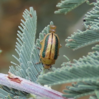 Calomela vittata (Acacia leaf beetle) at Theodore, ACT - 12 Dec 2020 by owenh