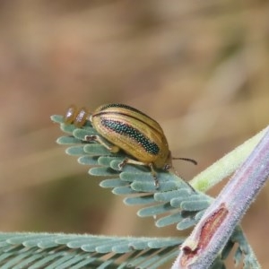 Calomela vittata at Theodore, ACT - 12 Dec 2020